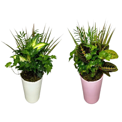 Tall Pink and White Pot